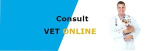 online vet consultation