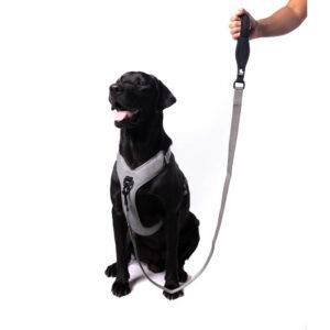 nylon dog leash